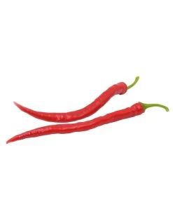 Milde Peperoni 9 Milde Peperoni -Pflanzenwelt Verkauf 8831695 WE FS 002 mildepeperoni