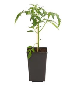 Ochsenherztomate 'Fleurette' -Pflanzenwelt Verkauf 8832883 WE FS 001 LycopersiconEsculentumOchsenherztomateFleuretteDehnerExpressHerzig