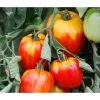 Ochsenherztomate 'Fleurette' 2 Ochsenherztomate 'Fleurette' -Pflanzenwelt Verkauf 8832883 WE MO 001 OchsenherztomateFleurette