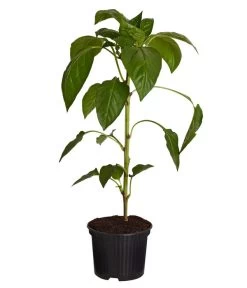 Spitzpaprika, Rot 7 Spitzpaprika, Rot -Pflanzenwelt Verkauf 8833501 PR FS 001 SpitzpaprikaRotT105DehnerExpressZS