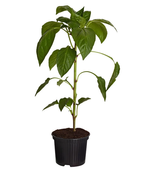 Spitzpaprika, Rot 4 Spitzpaprika, Rot – Bild 2