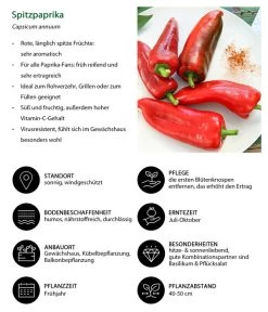 Spitzpaprika, Rot 9 Spitzpaprika, Rot -Pflanzenwelt Verkauf 8833501 WE IG 001 Spitzpaprika
