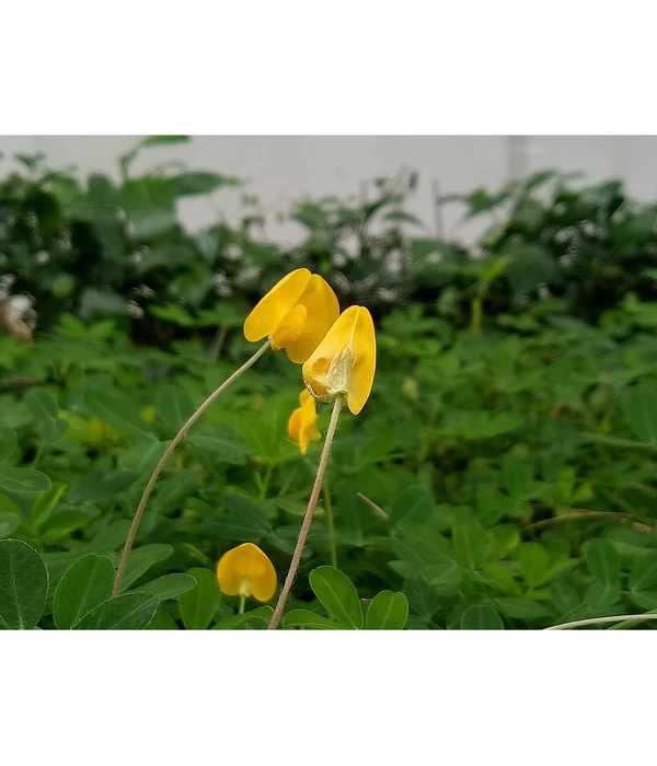 Bioland Erdnuss 4 Bioland Erdnuss – Bild 2