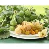 Dehner Ananaskirsche Physalis 1 Dehner Ananaskirsche Physalis -Pflanzenwelt Verkauf 8837965 WE MO 001 GourmetAndenbeereGoldvital