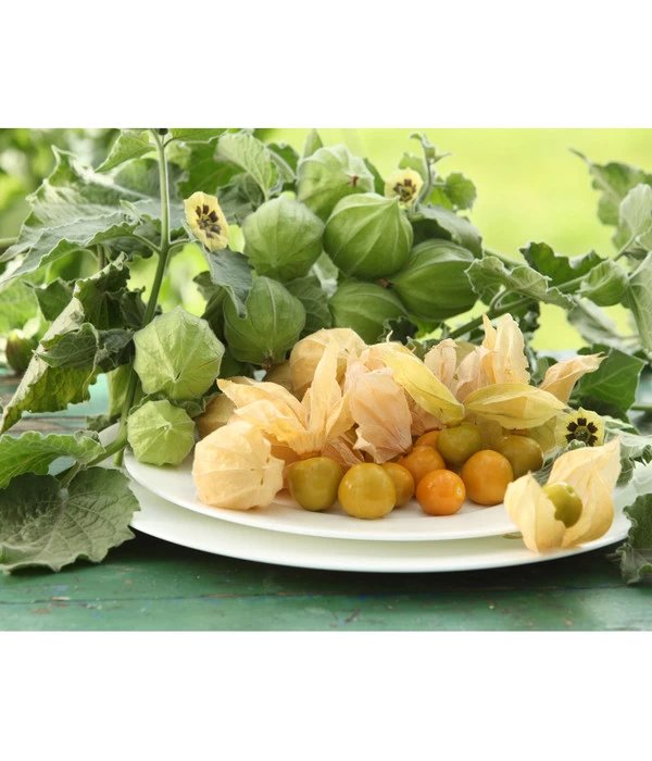 Dehner Ananaskirsche Physalis 3 Dehner Ananaskirsche Physalis