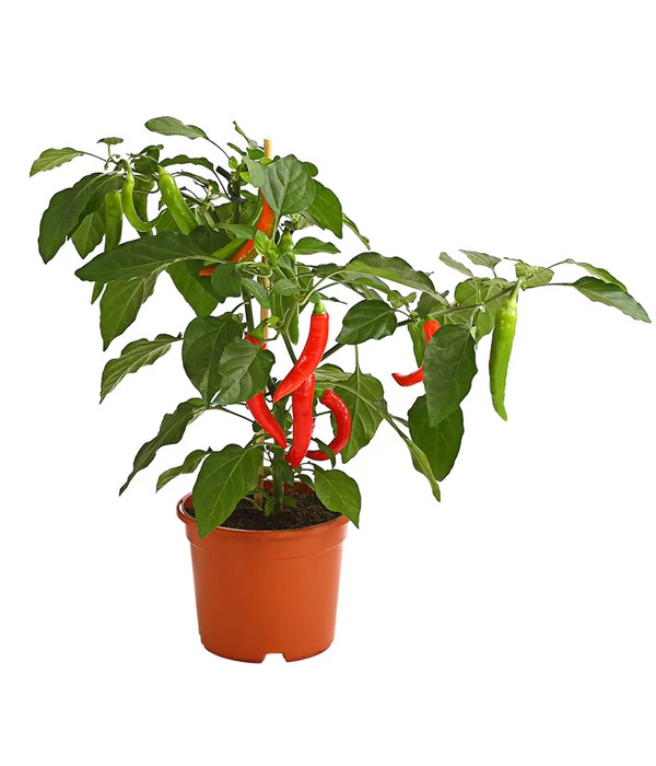 Pick-a-Hot Pep® Peperoni Mit Früchten 3 Pick-a-Hot Pep® Peperoni Mit Früchten