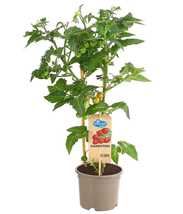 Pick-a-Tom® Cocktailtomate 'Candy' Mit Früchten 3 Pick-a-Tom® Cocktailtomate 'Candy' Mit Früchten