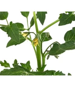 Tomate 'Previa' 9 Tomate 'Previa' -Pflanzenwelt Verkauf 8839136 WE DE 001 TomatePrevia