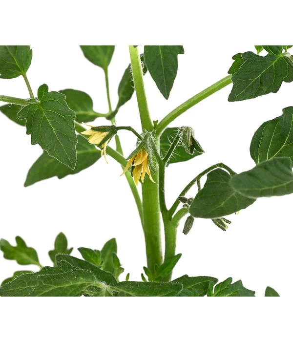 Tomate 'Previa' 6 Tomate 'Previa' – Bild 4