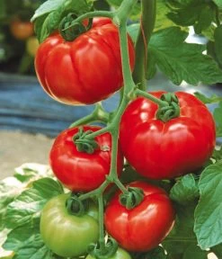 Tomate 'Garance' -Pflanzenwelt Verkauf 8839169 WE MO 002 FleischtomateGarance