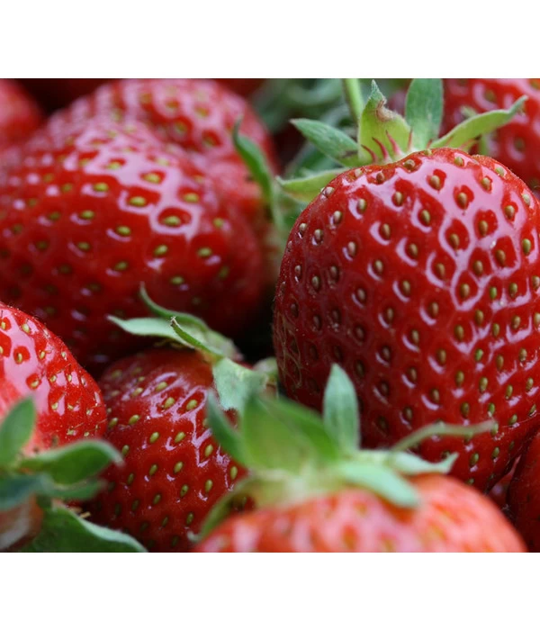 Erdbeerampel 3 Erdbeerampel