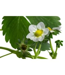 Erdbeerampel 9 Erdbeerampel -Pflanzenwelt Verkauf 8840753 WE DE 001 FragariaErdbeerampelT20