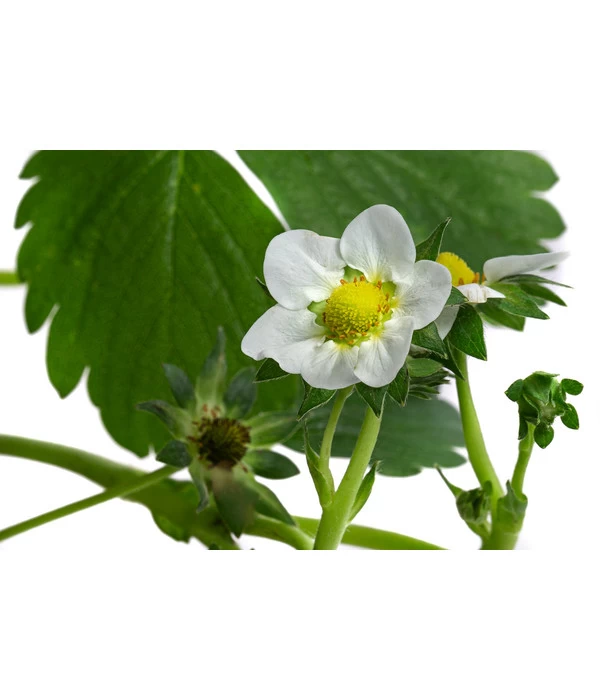 Erdbeerampel 6 Erdbeerampel – Bild 4