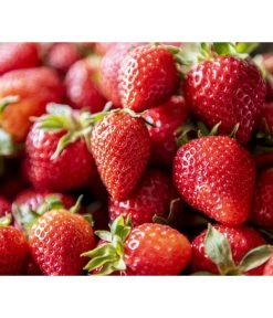 XXL Erdbeere 'Korona'