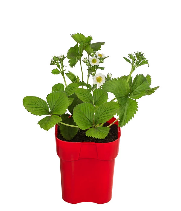 XXL Erdbeere 'Elsanta®' 3 XXL Erdbeere 'Elsanta®'