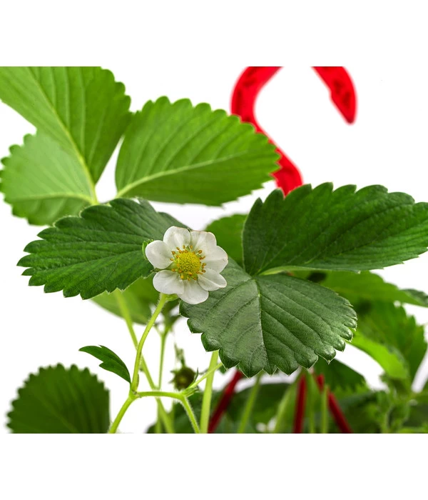 XXL Erdbeerampel 4 XXL Erdbeerampel – Bild 2