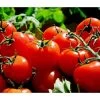 Bioland Tomate, Rundfruchtig 2 Bioland Tomate, Rundfruchtig -Pflanzenwelt Verkauf 8842619 WE MO 002 TomateRundfruchtig