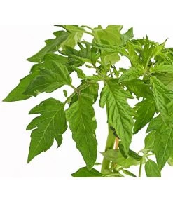 Bioland Fleischtomate 11 Bioland Fleischtomate -Pflanzenwelt Verkauf 8842627 WE DE 001 BioFleischtomateT12DehnerExpressHerzig