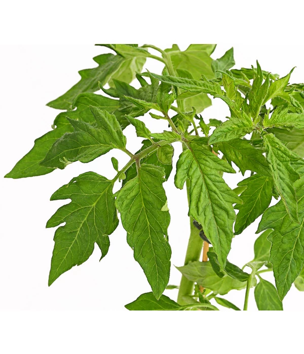 Bioland Fleischtomate 7 Bioland Fleischtomate – Bild 5