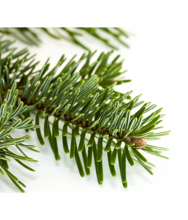 Nordmann-Tanne, Ca. 100-150 Cm, Gesägt 5 Nordmann-Tanne, Ca. 100-150 Cm, Gesägt – Bild 3