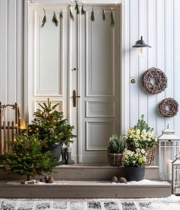 Nordmann-Tanne, Ca. 75-100 Cm, Gesägt, Mit Holzkreuzständer 4 Nordmann-Tanne, Ca. 75-100 Cm, Gesägt, Mit Holzkreuzständer – Bild 2