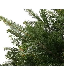 Nordmann-Tanne, Ca. 75-100 Cm, Gesägt, Mit Holzkreuzständer 7 Nordmann-Tanne, Ca. 75-100 Cm, Gesägt, Mit Holzkreuzständer -Pflanzenwelt Verkauf 8996100 WE DE 001 AbiesNordmannianaNordmanntanne75 100HKGesaegtDehnerExpressHerzig