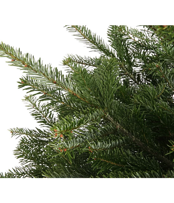 Nordmann-Tanne, Ca. 75-100 Cm, Gesägt, Mit Holzkreuzständer 5 Nordmann-Tanne, Ca. 75-100 Cm, Gesägt, Mit Holzkreuzständer – Bild 3