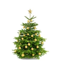 Nordmann-Tanne, Ca. 100-150 Cm, Gesägt 9 Nordmann-Tanne, Ca. 100-150 Cm, Gesägt -Pflanzenwelt Verkauf 8996480 BildFS 004 AbiesNordmannStandard