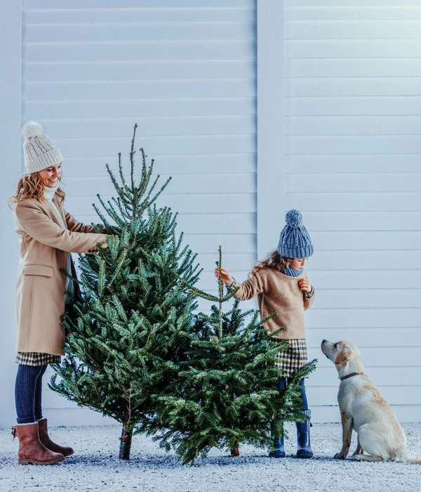 Bio Nordmann-Tanne, Ca. 150-200 Cm, Gesägt 4 Bio Nordmann-Tanne, Ca. 150-200 Cm, Gesägt – Bild 2