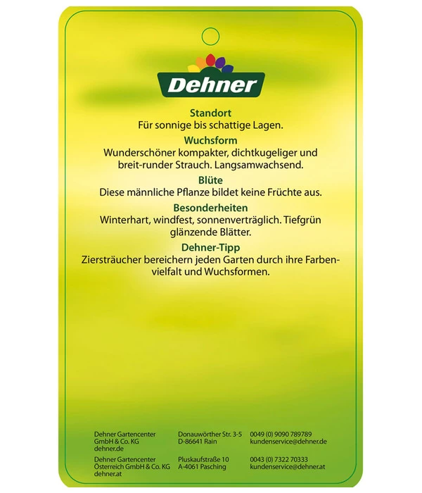 Stechpalme 'Heckenstar' 6 Stechpalme 'Heckenstar' – Bild 4