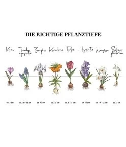 Dehner Blumenzwiebel 5 Monate Blütenpracht, 200 Stk. 25 Dehner Blumenzwiebel 5 Monate Blütenpracht, 200 Stk. -Pflanzenwelt Verkauf Infografik Blumenzwiebel