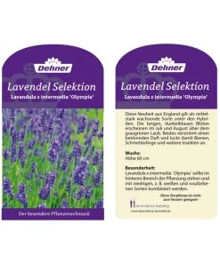 Lavendel 'Olympia' 7 Lavendel 'Olympia' -Pflanzenwelt Verkauf LavendelOlympia