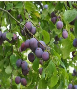 Zwetschge 'Kulinaria-Toptaste' 7 Zwetschge 'Kulinaria-Toptaste' -Pflanzenwelt Verkauf M200006349 WE MO 001 ZwetschgeKulinariaToptastePixabay