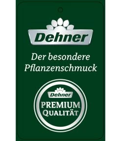 Schmetterlingsorchidee - Phalaenopsis Cultivars 'Umbrella', Verschiedene Sorten -Pflanzenwelt Verkauf PremiumPhalaenopsis Phala 04052016 1