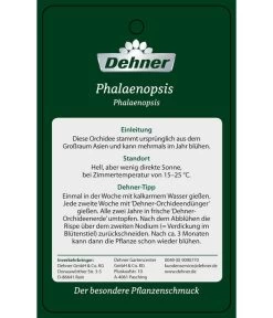 Schmetterlingsorchidee - Phalaenopsis Cultivars 'Umbrella', Verschiedene Sorten -Pflanzenwelt Verkauf PremiumPhalaenopsis Phala 04052016 2