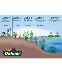 Hängende Segge - Riesen-Segge 7 Hängende Segge - Riesen-Segge -Pflanzenwelt Verkauf WE DE 001 Teichzonen Wasserpflanzen Schild 2