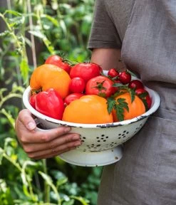 Tomate 'Garance' -Pflanzenwelt Verkauf WE MO 001 Ernte Tomate 05