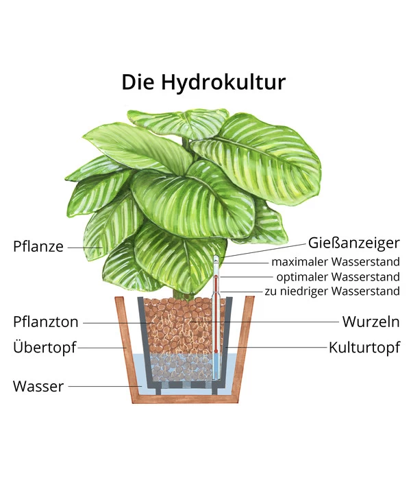 Drachenbaum - Dracaena Compacta, Hydrokultur 5 Drachenbaum - Dracaena Compacta, Hydrokultur – Bild 3