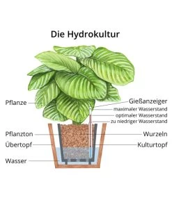 Korbmarante - Calathea Orbifolia, Hydrokultur -Pflanzenwelt Verkauf WE MO Hydrokultur Hydropflanze Grafik 12