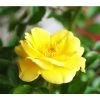 Bodendeckerrose 'Yellow Fairy®' -Pflanzenwelt Verkauf X007844186 BildFS 001 BodendeckerroseDollyDotBodendeckerroseDollyDot