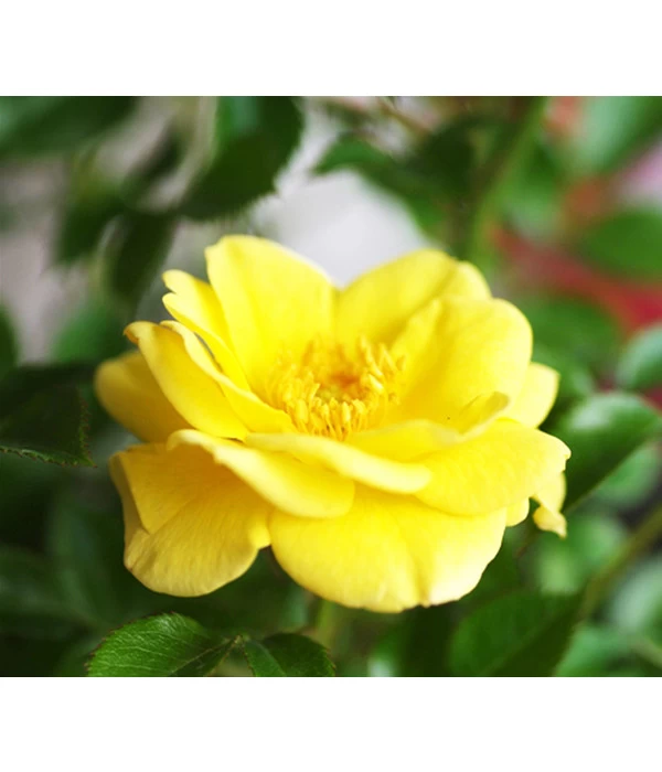 Bodendeckerrose 'Yellow Fairy®' 3 Bodendeckerrose 'Yellow Fairy®'