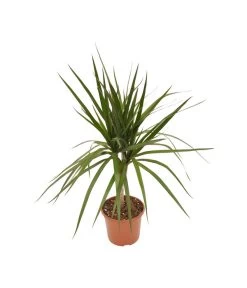 Zimmerpflanzen-Set Drachenhöhle, 4-teilig -Pflanzenwelt Verkauf X008221137 BildFS 001 DrachenbaumSortenmixDracaenaMix