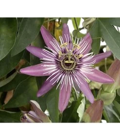 Passionsblume, Sonderfarben -Pflanzenwelt Verkauf X008251886 BildFS 001 BlauePassionsblumePassifloraCaerulea