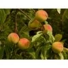 Pfirsich-Aprikose 'Pfirsicose®' -Pflanzenwelt Verkauf peaches 8985 1920